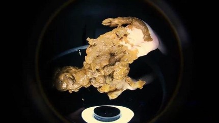 Screenshot 3 from A Bite Of Shit