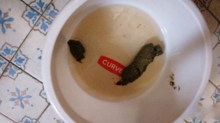 Bitchs Meal Shit P1