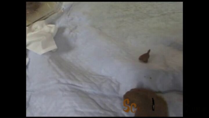 [GCD-114] Super3 Poo Girls Toilet Amateur Nampa. No. Gaiden Yuku