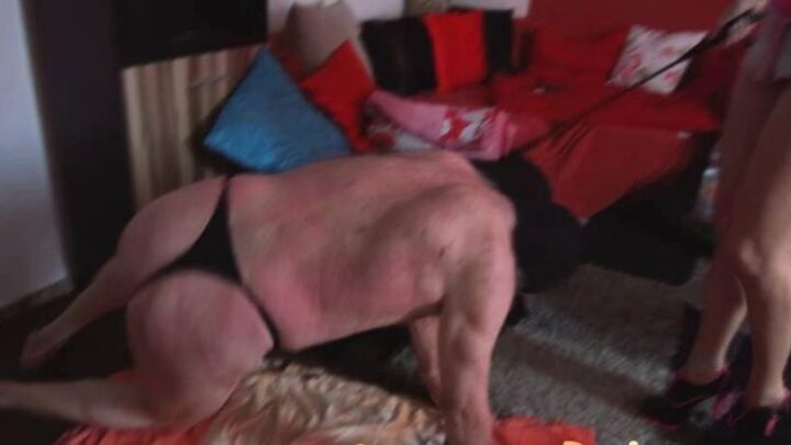 Scat Cats, Domi, Kimi, Lucy, Hanna – Scat Cats – Scat Out of the Box P1